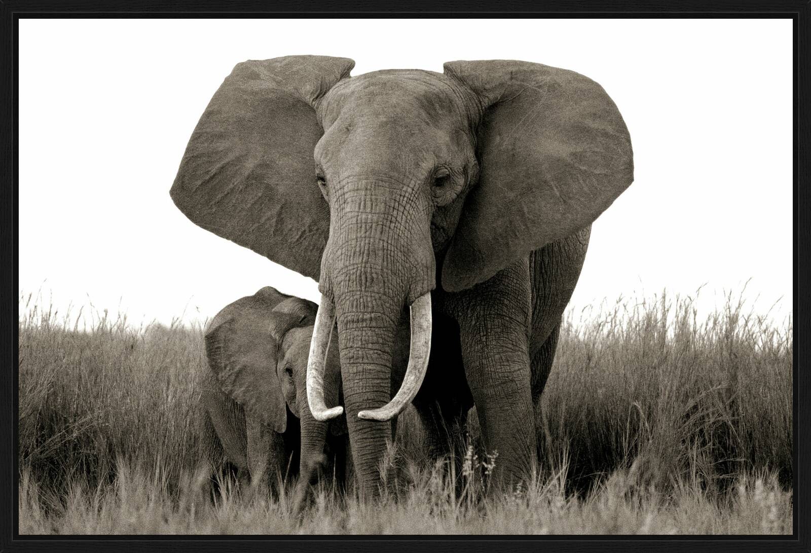 Elephant And Baby By Horst Klemm Lumas